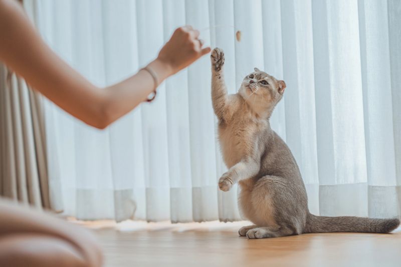 Woman using cat toy playing with her Scottish fold cat on the floor in living room, Pets owner relationship concept.