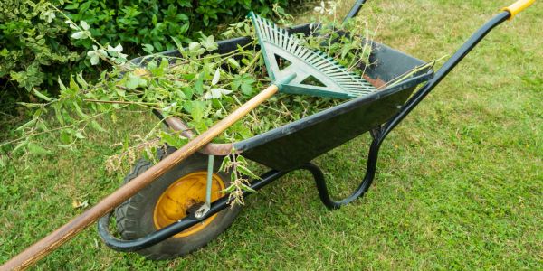 Wheelbarrow with garden tools and plants.
