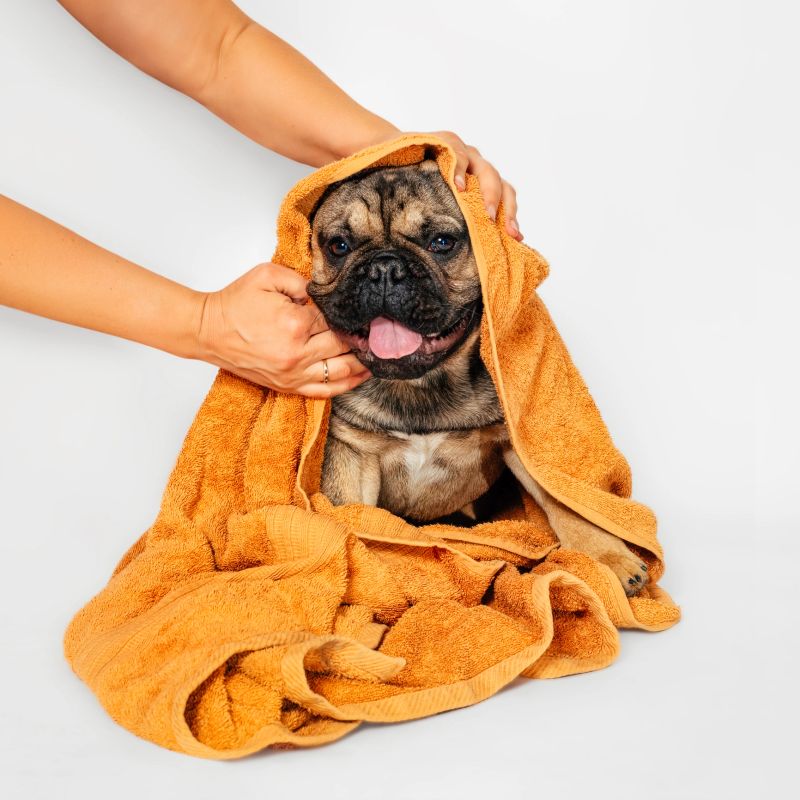 Happy dog ​​in a towel.