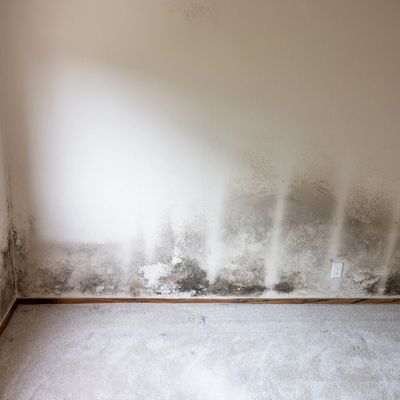 mold growth on drywall and baseboards