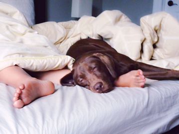 A dog and a person sleeping together under a blanket on a bed.