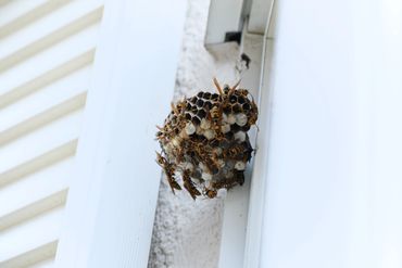Wasp nest on a home