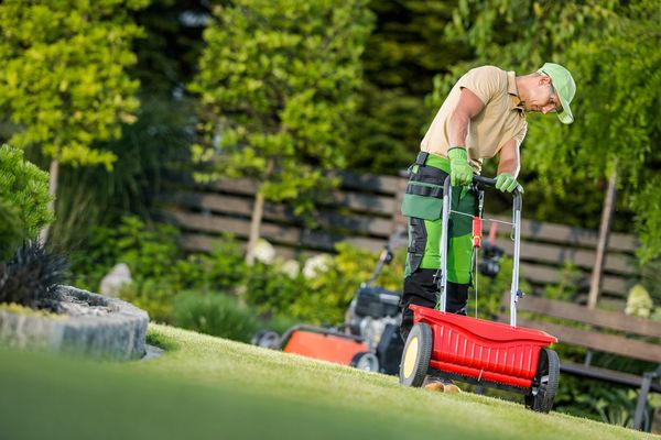 A gardener using a red lawn spreader on green grass.