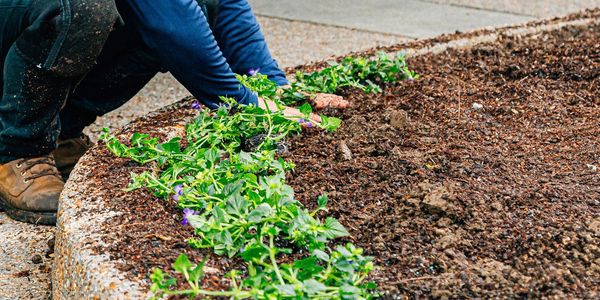 Person planting flowers in soil bed.
