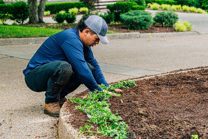 Professional Landscaper Hispanic Crew proudly working together to Plant a Flowerbed in a Public Neighborhood Park Median Green Space. Photo taken in Tennessee, USA (Southern USA)