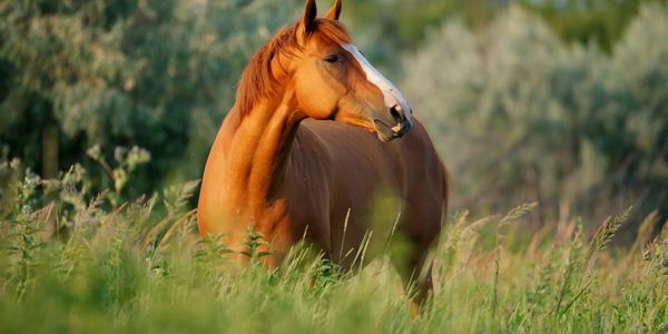 A chestnut horse with a white blaze on its face stands in a green field.