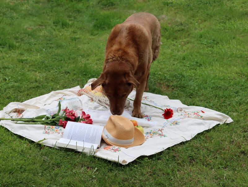 Adult Labrador dog looking for food on picnic blanket. Cute pet outdoors photo. Summer leisure activities concept.