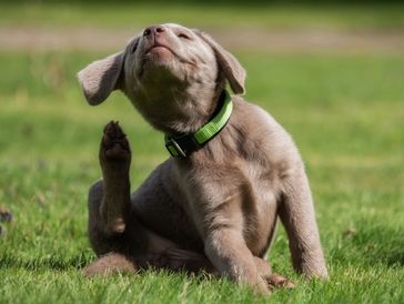 Puppy scratching itself on green grass outdoors.