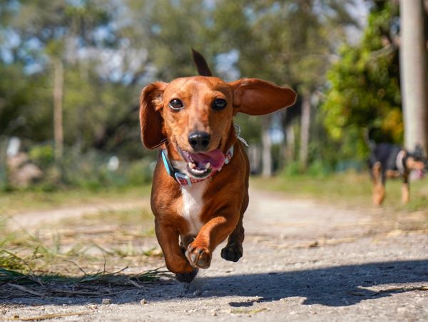 Happy dachshund running towards the camera with ears flapping.