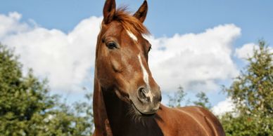 Horses head looking into distance 