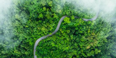 Aerial view of a dense forest with a narrow path cutting through.
