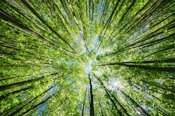 Looking up at tall trees with fresh green leaves and sunlight filtering through.