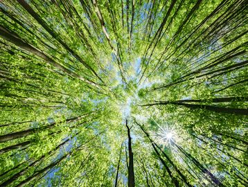 Sunlight filters through tall green trees in a vibrant forest canopy.