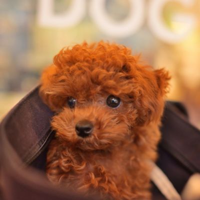 Cute brown curly-haired puppy peeking out.