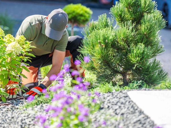 Landscaper planting flowers in garden.