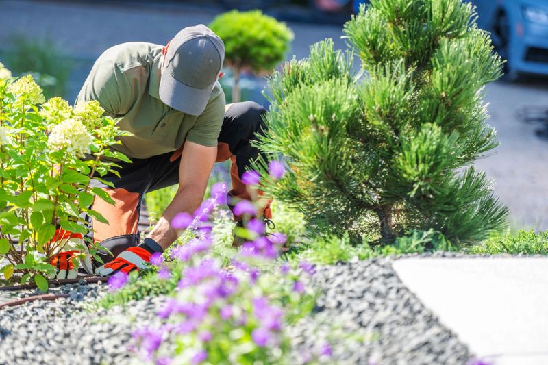 A man tends to flowering plants and shrubs in a vibrant garden under bright sunlight.