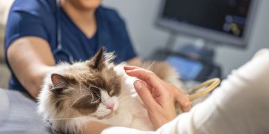 Cat being examined at the vet.