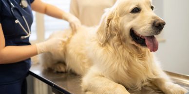 Golden retriever getting a check-up at the vet.