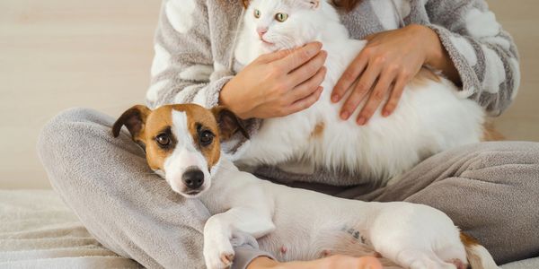 Animal/Pet Communication and Energy Healing. CupOfLightHealing.com