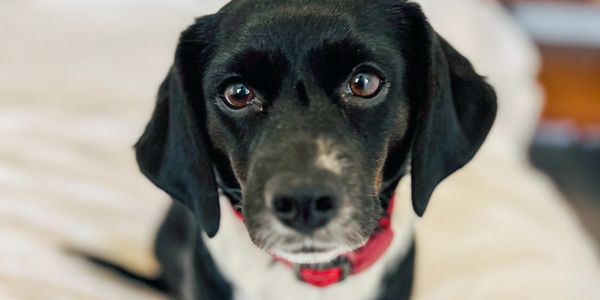 Close-up of a black dog with a red collar looking attentively.