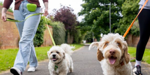 Two people walking dogs on a path.