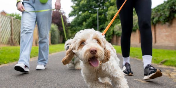 Two people walking dogs on a suburban path on leashes.