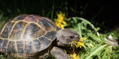 A tortoise eating yellow dandelions in green grass.