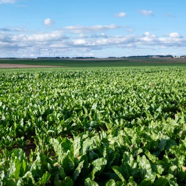 Lush green agricultural field under a partly cloudy sky.