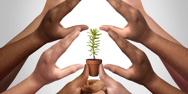  small potted plant and several hands protecting it