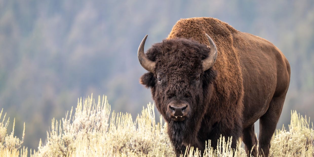 A large bison stands amid dry grass in a natural setting.
