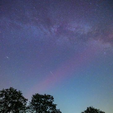 Starry night sky with Milky Way and tree silhouettes.