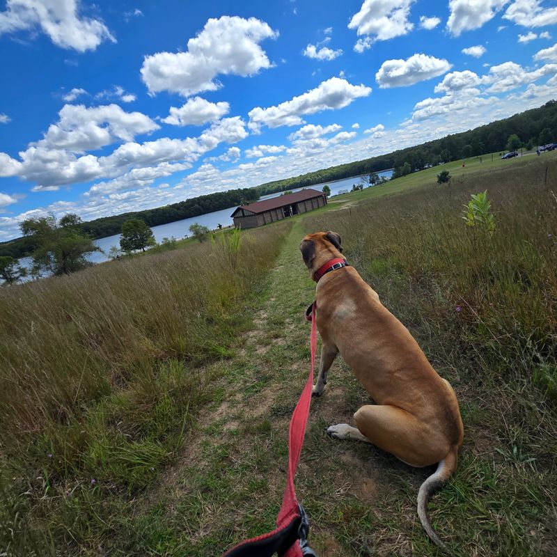 Dog on leash sitting looking at scenic lake