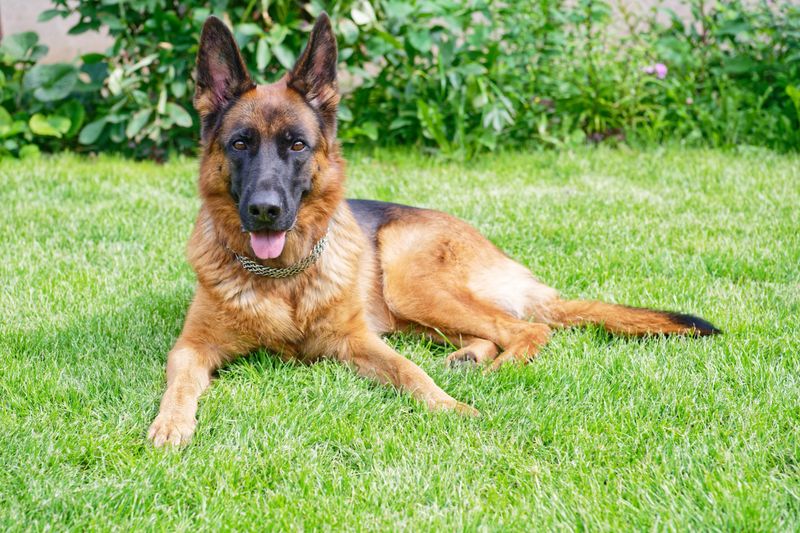 German shepherd dog lying on green grass