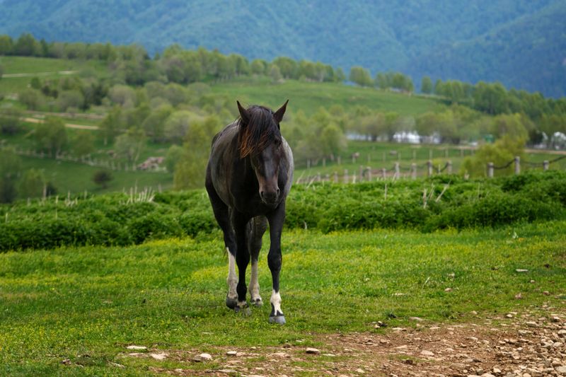 A single black horse with white markings standing in a verdant hilly landscape.