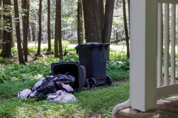 Tipped over trash bin with scattered garbage in a forested backyard.