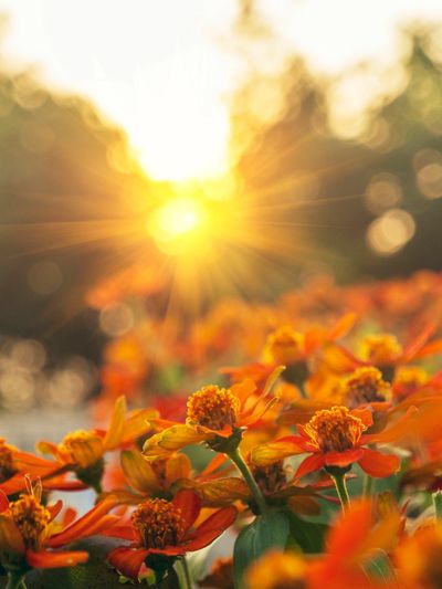 Orange flowers basking in warm sunlight during golden hour.