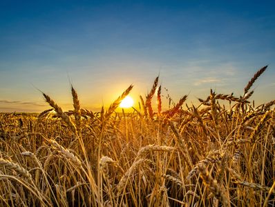 Wheat Field at Sunset, bringing local grains to your pup