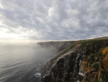 Foggy cliffs overlooking a misty ocean under a cloudy sky with birds flying.