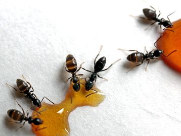 Several ants gather around droplets of honey on a white surface.