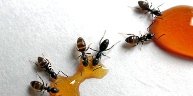 Ants drinking amber-colored liquid on a white surface.