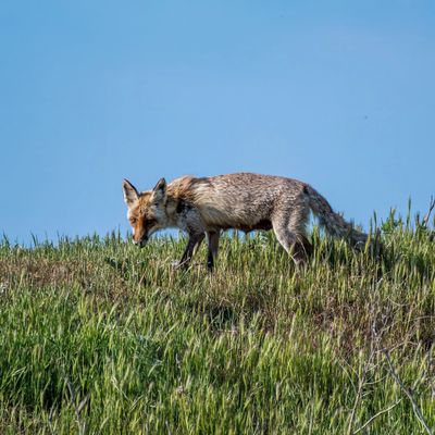 Red fox walking through grassland during a professional fox removal program in Melbourne, Victoria.