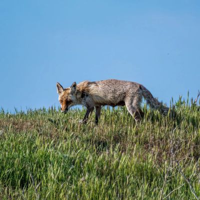 A fox walking through tall green grass under a clear blue sky.