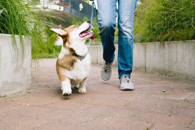 Corgi walking on a leash with its owner on a paved path.