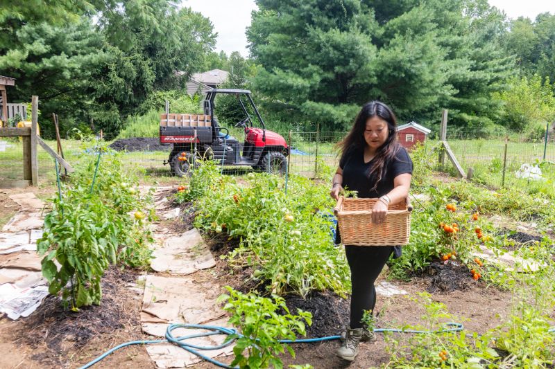 Asian American Woman Tomato Picking on New Jersey Farm