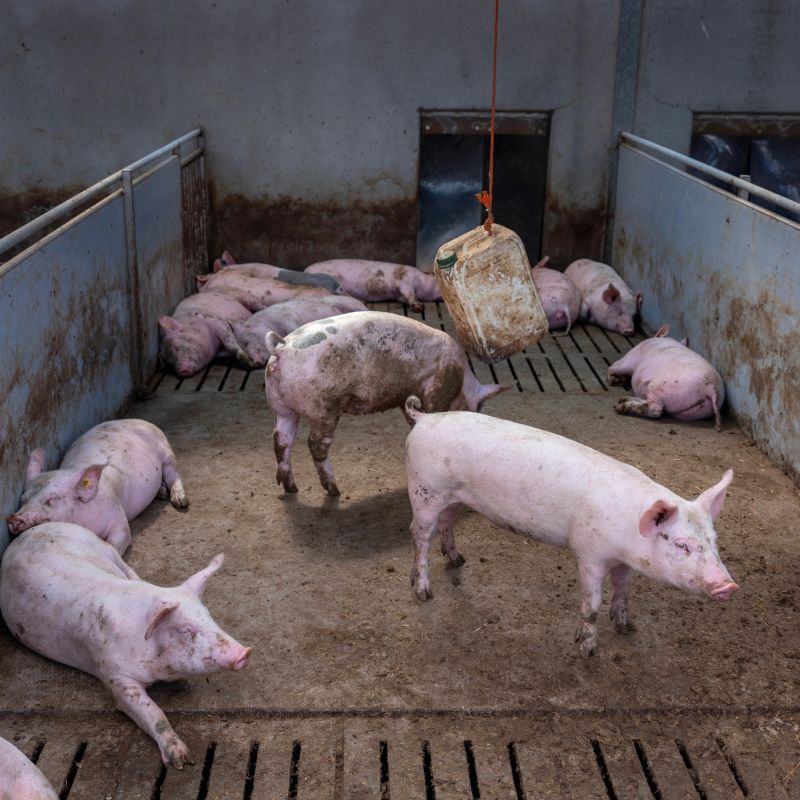 group of pigs in pigpen on organic farm in the netherlands
