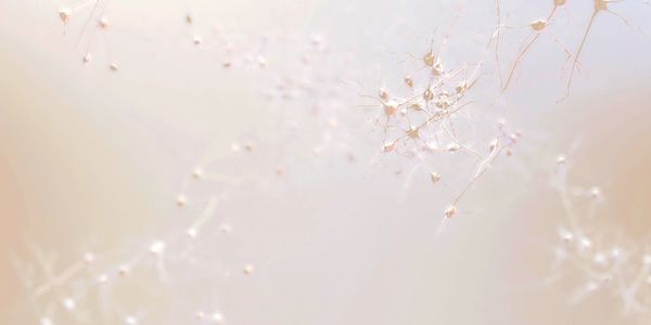 Delicate dried plant stems with soft, pale background.
