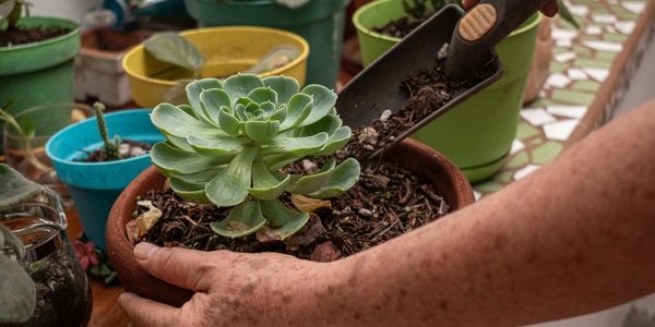 Succulent care