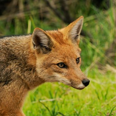 Close-up of a fox in a green natural habitat.