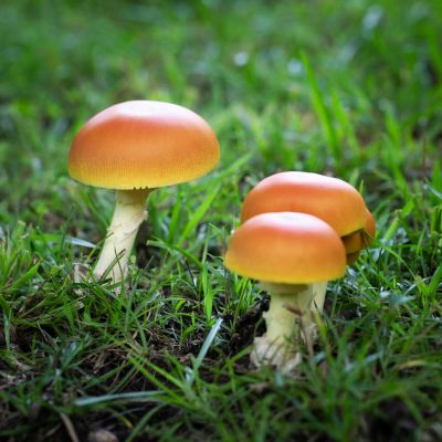 Cluster of orange mushrooms growing in grass.