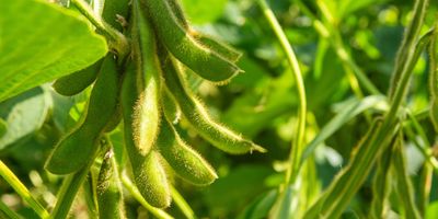 Soya beans on farm